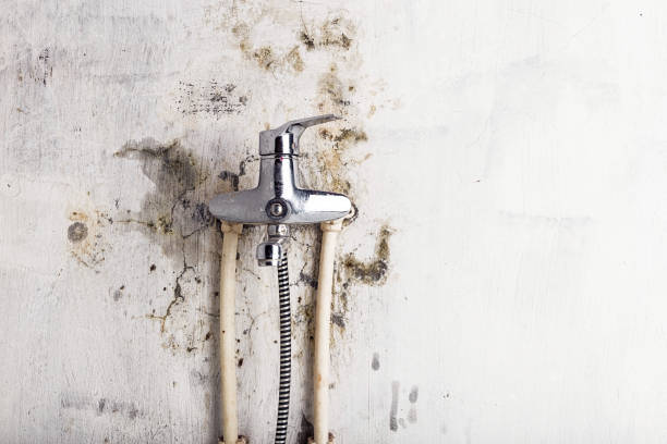 Best Localized Mold Remediation (e.g., coastal areas, humid climates) in Sistersville, WV