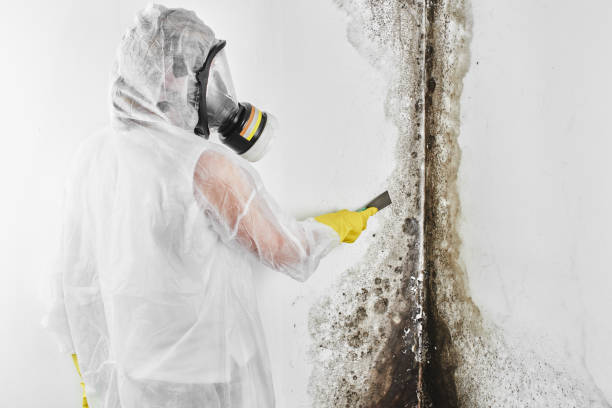 Best Residential Mold Remediation in Sistersville, WV