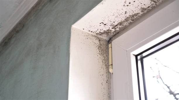 Best Post-Remediation Services in Sistersville, WV
