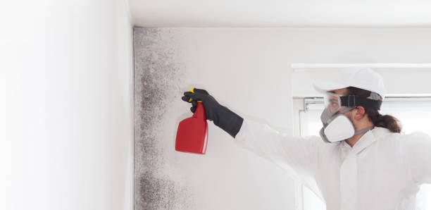 Best Kitchen Mold Remediation in Sistersville, WV