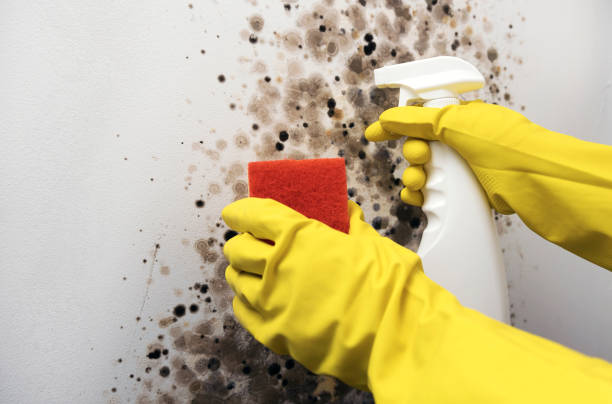Best Black Mold Remediation in Sistersville, WV