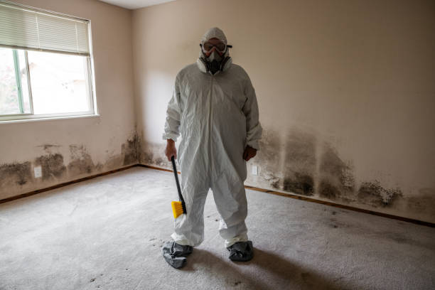 Best Attic Mold Remediation in Sistersville, WV